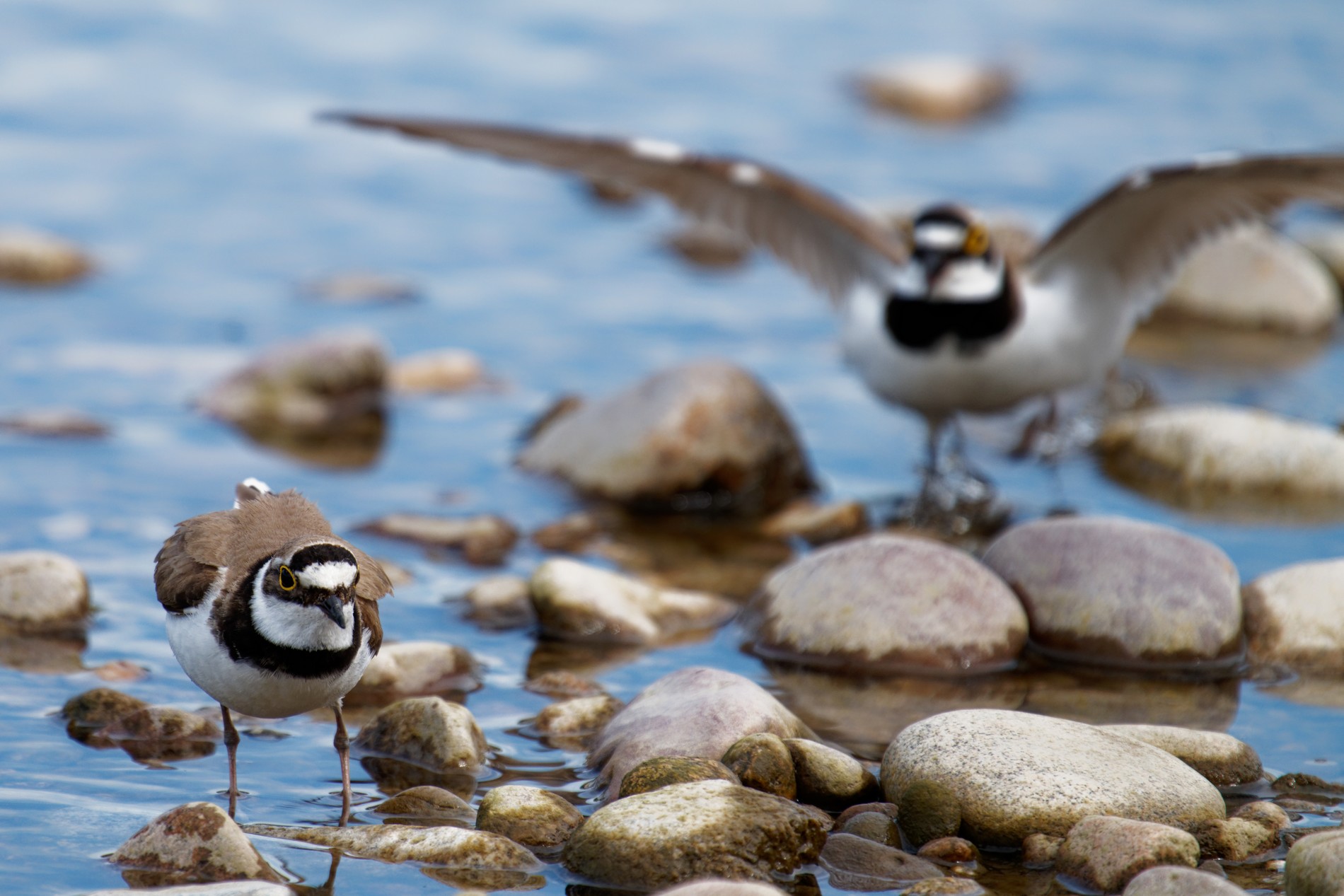 A la découverte des oiseaux de la Moselle sauvage