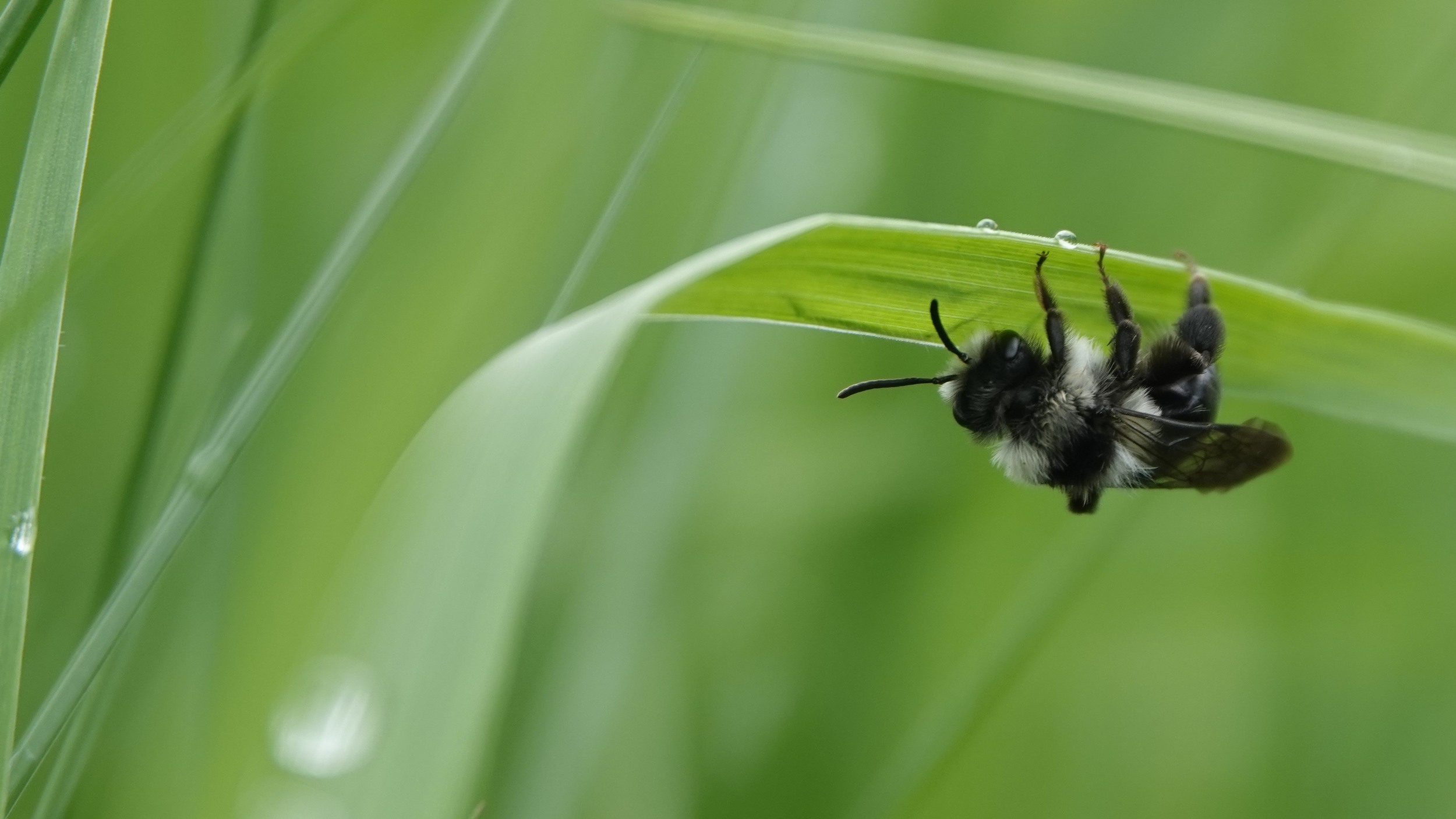 Sur la piste des abeilles sauvages