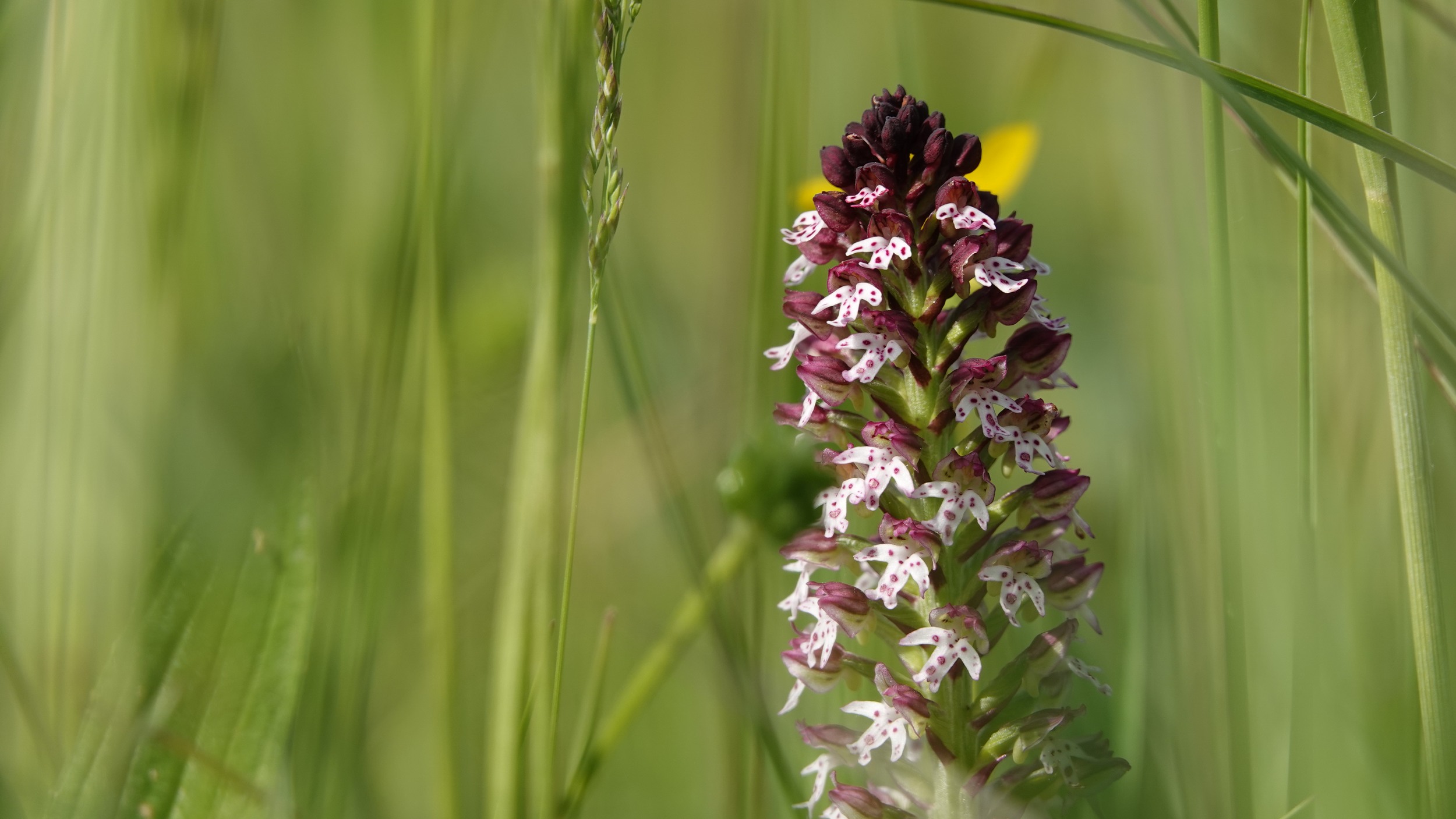 Fleurs de mai : balade au cœur du jardin sauvage