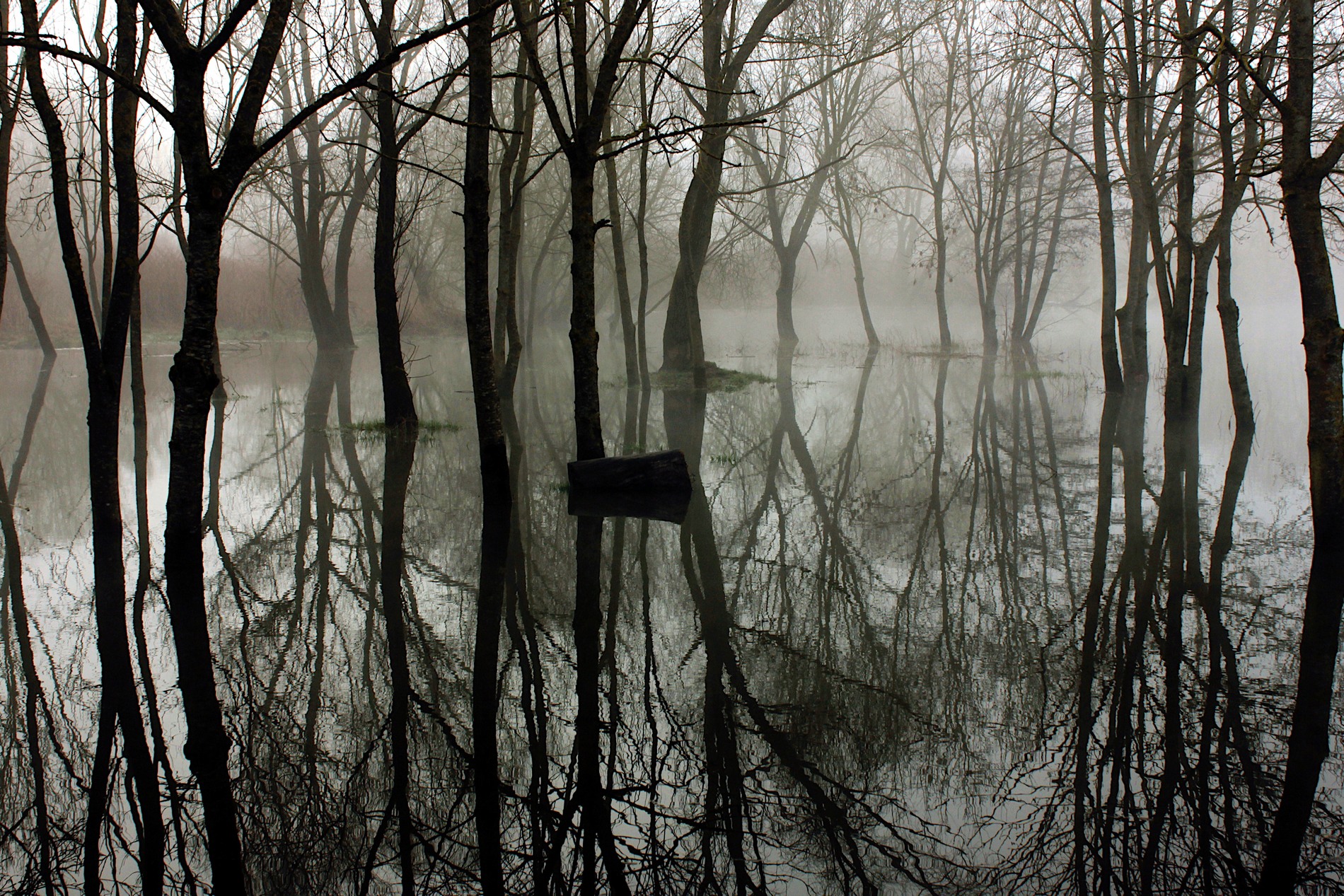 Inauguration "sauvage" : art et nature en dialogue